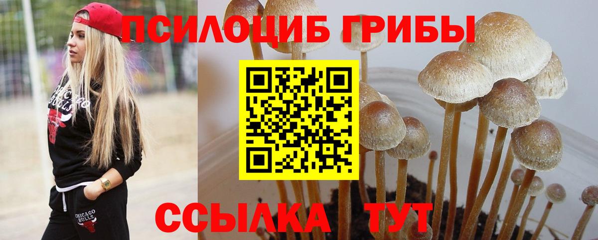 Псилоцибиновые грибы Psilocybe Воронеж